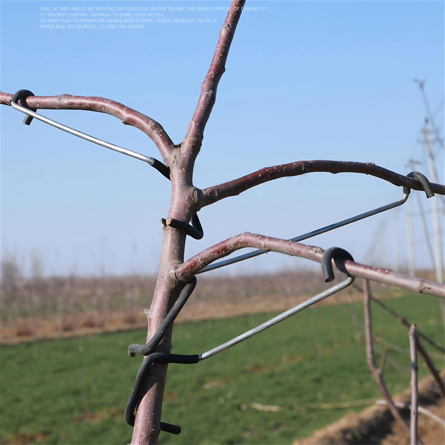 Adjustable Fruit Tree Branch S - Bonsai Garden Plants ulasan dan harga