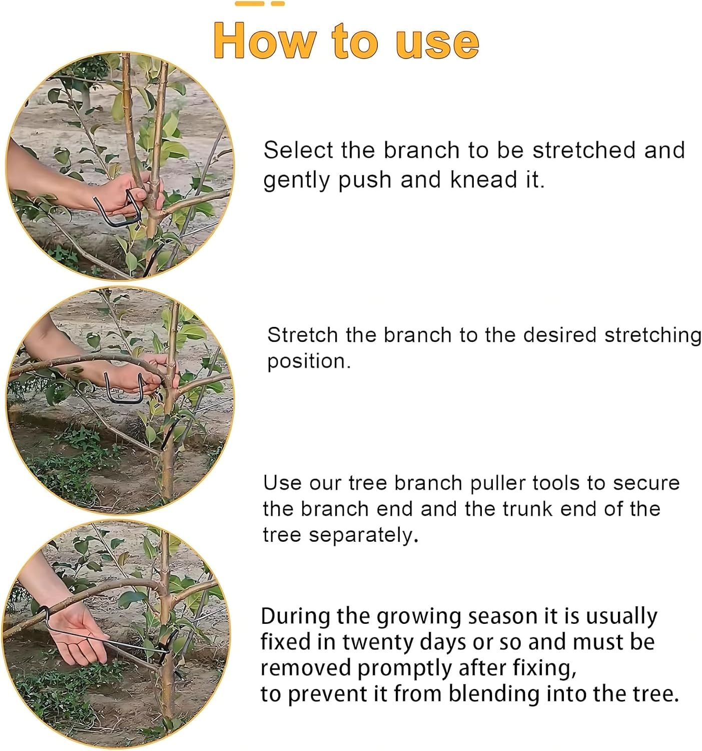 Adjustable Fruit Tree Branch S - Bonsai Garden Plants ulasan dan harga